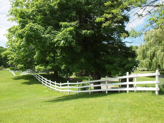 A white fence draws the eye from front to back of the photo. It separates two pastures which are very green. There is a stand of trees to the right of the fence.