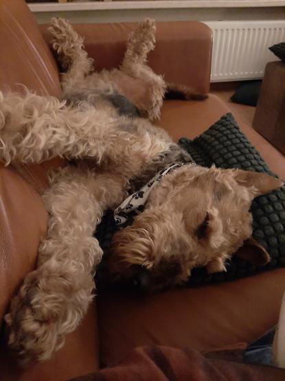 A airedale terrier is sprawled belly up on a couch. A green pillow is under its head. Its front paws and nose are pointing to the left of the photo.