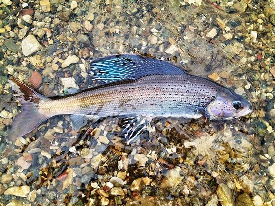 Picture of arctic grayling (fish) in water above pebbled surface.