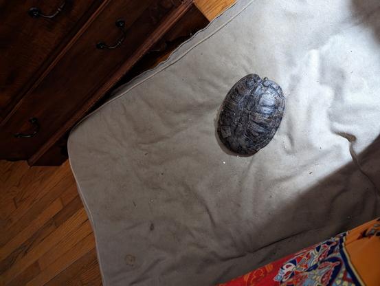 A dog bed is next to a dresser. There is a large red eared slider turtle on the dog bed. The turtle's feet and head are tucked in.