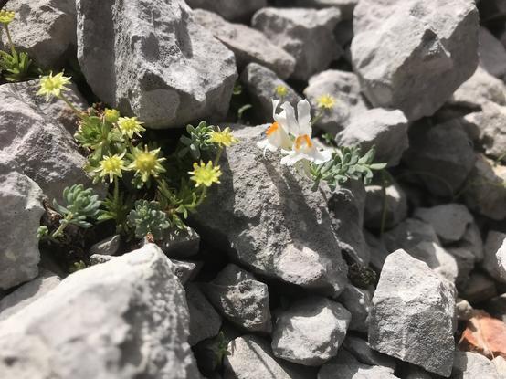 Two tiny flowering Alpine plant species: Saxifraga aphylla and a white variant of Linaria alpina (alpine toadflax)