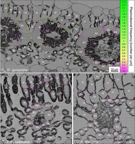 Heatmap of plasmodesmata distribution. Cell interfaces in high-resolution 2D SEM maps of C4 G. gynandra, C3 T. hassleriana and C3 A. thaliana leaf cross sections were coloured according to plasmodesmal frequency (number of plasmodesmata observed on the interface, divided by the interface length [μm]).