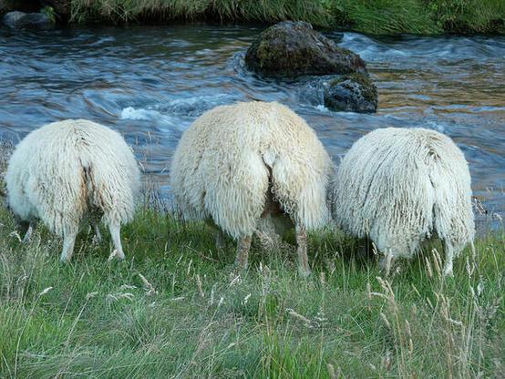 Three sheep graze next to a river. They are facing away from the camera and all you can see are their fuzzy butts!