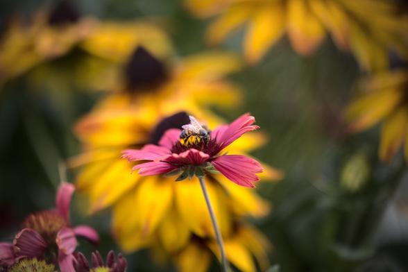 Photograph of a bee on a pink flower. In the background, out of focus yellow flowers.