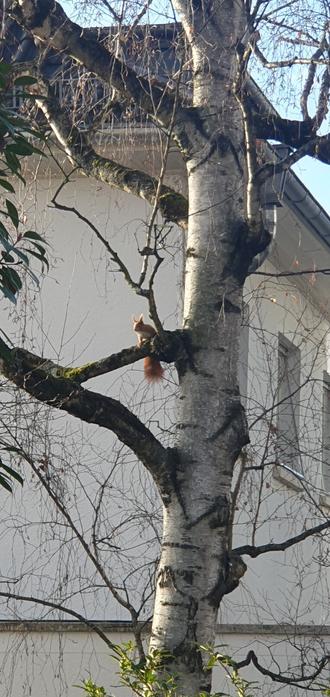 Eichhörnchen auf einer Birke, ca. 5 Meter von mir entfernt.