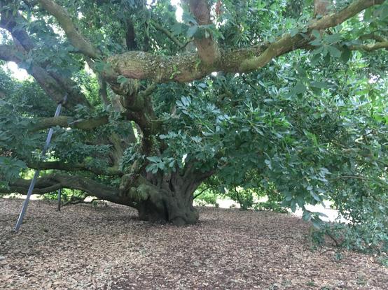 Thick trunk with many lateral branches and smooth green leaves (palmate). Under the tree the ground is bare and partially leaf covered. Metal supports brace the tree on the left side.