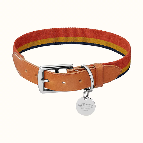 Photo of a dog collar with a circular name tag