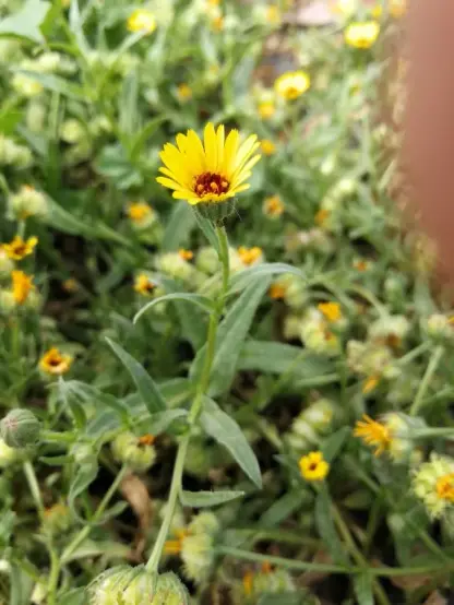 Close-up van een bloeiende akkergoudsbloem, met de op de achtergrond talloze andere goudsbloemen.
De plant heeft een rechtopstaande steel met lancetvormige bladeren. Het bloemhoofdje heeft fel gele lintbloemen en een rood hart.
