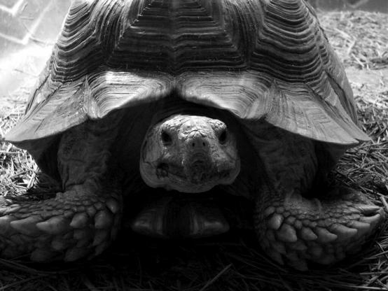 Black and white image of an African Spur Thigh Tortoise. (Sulcata tortoise)