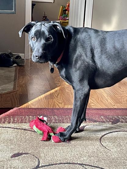 Large black dog standing sideways , in living room facing forward.  A small unstuffed animal is by his feet.