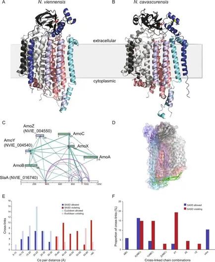 Proposed structure of the Ammonia Oxidation protein comprising multiple subunits in ammonia oxidising Archaea. See article in post for more details.