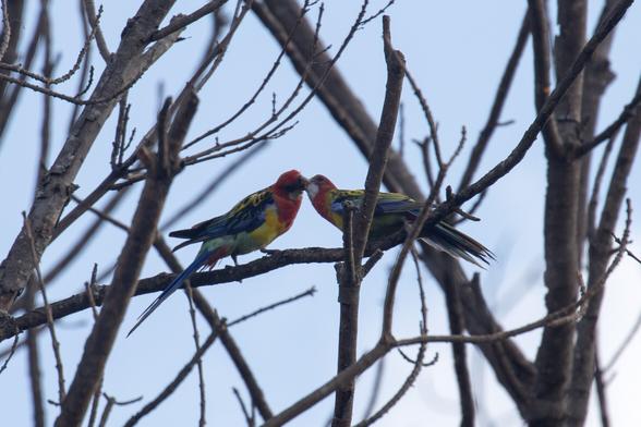 Branches silhouetted against a partially cloudy sky. An Eastern Rosella adult on left feeds a baby on right. It has  a red head and white cheeks. The beak is white and the irises are brown. The upper breast is red and the lower breast is yellow fading to pale green over the abdomen. The feathers of the back and shoulders are black, and have yellowish or greenish margins (from Wikipedia)