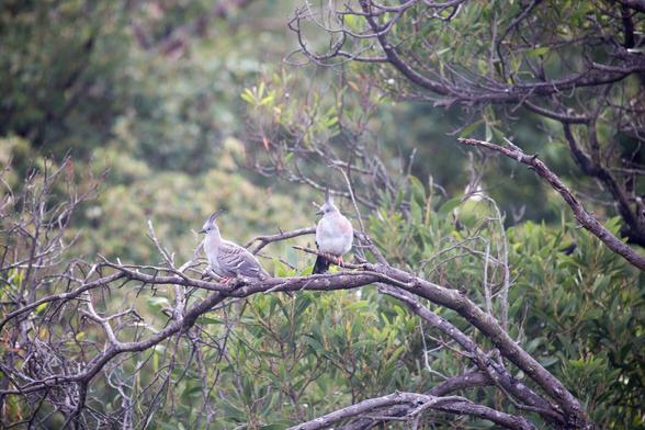 A background of leaves. Foreground perched on a branch are two Crested Pigeons. Colouration is grey with tinges of brown and green. It has a feathered but slender, black spike on top of the head. They run with the crest erect. The periorbital skin is bright orange. Wings have black stripes and are bronzed, while the primary feathers have colourful areas of brown, purple, blue and green (from Wikipedia).
