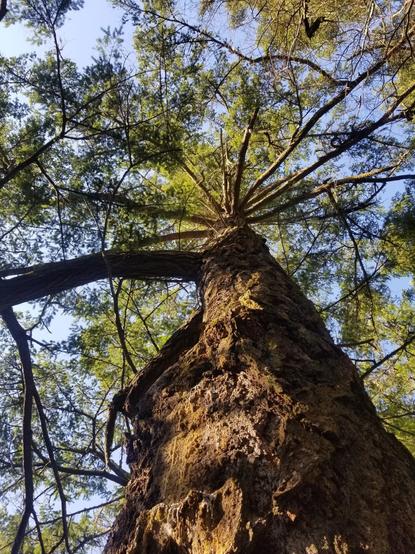 Looking up a giant Douglas fir tree.