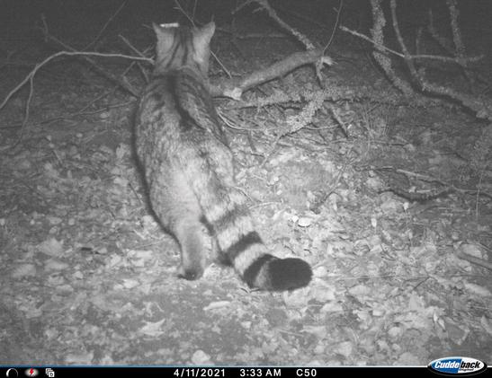 Nicht alle Katzenmeldungen lassen sich so eindeutig identifizieren wie diese Wildkatze auf einer Fotofalle. (Foto: FVA)