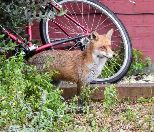 A fox standing rigid still with wide eyes, behind a bush in a house's front garden. Behind it, there's a bike leaning against a wall.