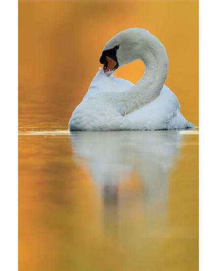 #höckerschwan