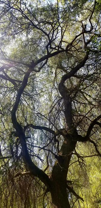 Beautiful willow trees.
