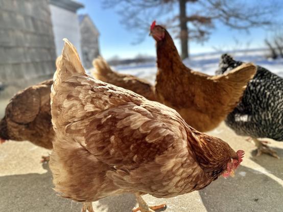 Small flock of Rhode Island Red chicken hens hanging out by our back door on a cold Minnesota morning.