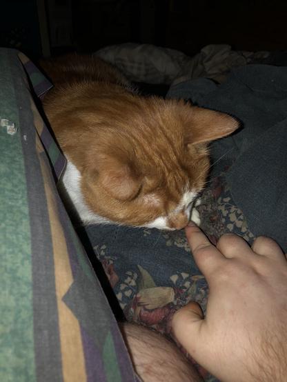 Oliver (orange and white tabby) laying in bed wrapped up in blankets, looking down at my finger as I inch close to his nose about to boop it