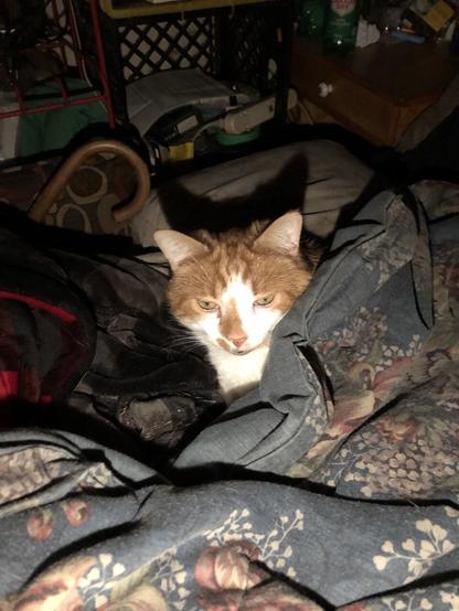Oliver poking his head out from the blankets he’s wrapped in/under