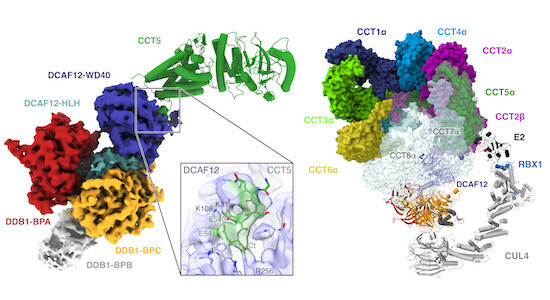 Schematic visualization of the article's synopsis