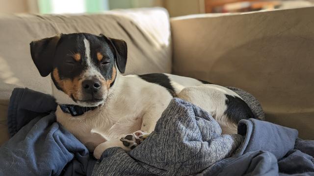 Danish-Swedish Farmdog
