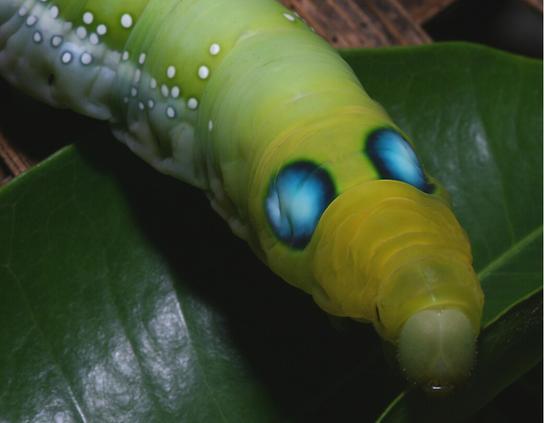 Daphnis nerii. Oleander Hawk-moth caterpillar- large fat body, yellowish green at the front green out of focus behind with white spots. At the front there are two piercing ice blue eyes ringed in black. The tip of the caterpillar is like a snout