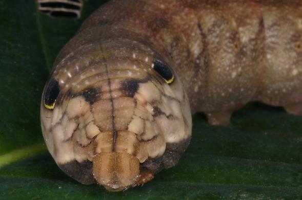 caterpillar of Eupanacra elegantulus, only   the head and a small amount of the body out focus are visible; head and body a light brown, the head with a network of dark brown lines. There are two black eyespots with a yellow ring underneath. It's on a dark green leaf
