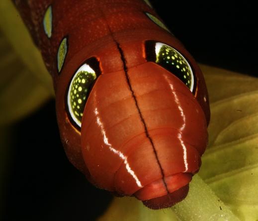 caterpillar of Eupanacra mydon, large fat deep red body with a black line running down the middle and a white line on each side of it. It has two large black eyespots with many little white spots inside and a white ring round the base