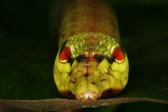 the caterpillar of a hawk moth I haven't identified seen head on; the body is a brownish green with dark brown lines in front, little white spots on top of the head and two large red eyespots ringed with white. The background is black