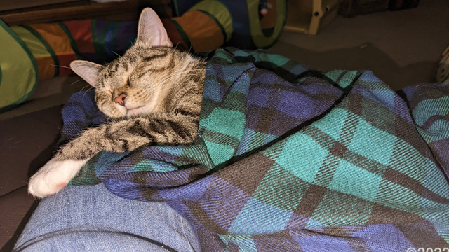 A kitten - swaddled in a blue, green, and black wool shawl - sleeping on her owner's denim-covered legs.