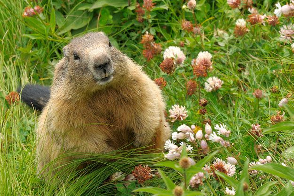 a closeup of a groundhog in a patch of grass and flowering clover, gazing toward the camera with what looks like a slight smile