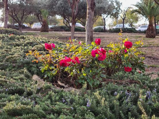 Roses on a hedge in the early morning light