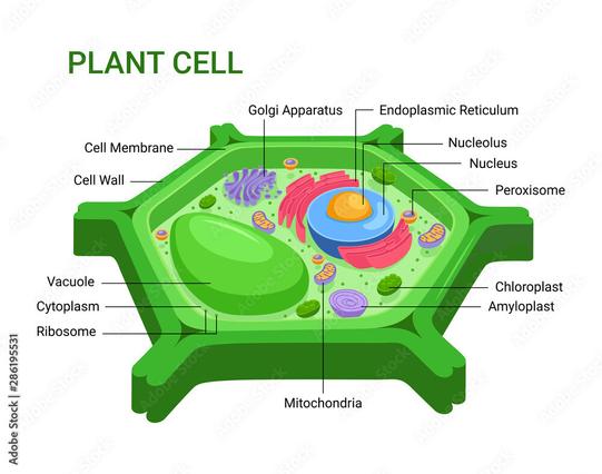 1 Milliarde Jahre Abstinenz: Chloroplasten dürfen endlich auf Sex hoffen! - Pflanzliche Vermehrung verlangt nach Pollen und Eizelle, dabei können die Eltern-Chloroplasten genetisches Material austauschen. Forscher des Max-Planck-Instituts entdeckten, dass auch väterliche Chloroplasten vererbt werden können - eine Erkenntnis, mit der man in Züchtungsprogrammen gezielt Eigenschaften des Erbguts ausschöpfen kann. Blümchen und Bienen sind tatsächlich nicht alles - manchmal hat auch der Vater was zu sagen!

Chloroplasten sind Organellen in den Zellen von Pflanzen, Algen und einigen anderen eukaryotischen Organismen. Sie spielen eine zentrale Rolle bei der Photosynthese, der Prozesse, der durch die absorbierten Sonnenstrahlen zu energiereicher chemischer Energie umgewandelt wird. Chloroplasten enthalten Chlorophyll, eine organische Verbindung, als Primärpigment für das Lichtabsorptionssystem, und Carotinoide, als Sekundärpigmente. In den Chloroplasten findet auch die Bildung von ATP statt. Es ist jedoch bekannt, dass sich die Struktur der Chloroplasten an verschiedene Umweltbedingungen anpassen kann.