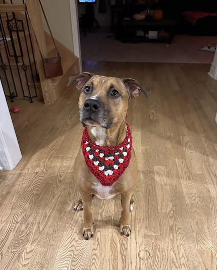 Enzo, our furbaby, being the bestest boy!