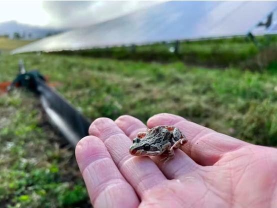 Farm management strategies can maximise the benefits of solar farms for wildlife. Image credit: Eric Nordberg

A tiny native frog sits on an outstretched human hand. In the background, a solar farm array is set in a green field, with low clouds and blue sky behind it.