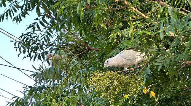 Two little Corellas eating seeds in a tree in front of power lines and a blue sky. Both looking at the camera