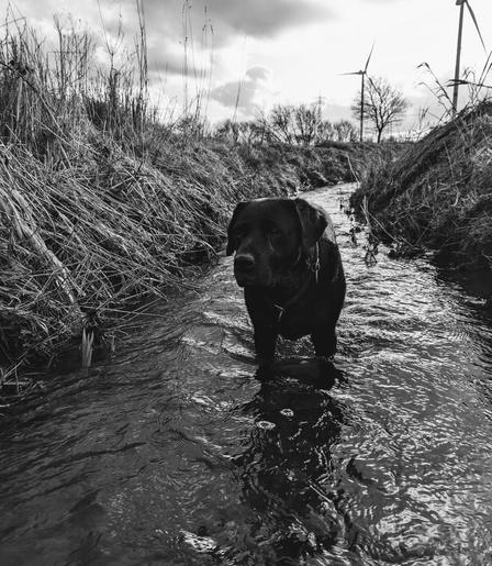 Monochrome photo pf a labrador retriever standing in a lowered ditch, water reaching to the elbows, countenance slightly bored . The vegetation on both ends is in their winterly shape. Wind turbines are showing theirs masts in the background.