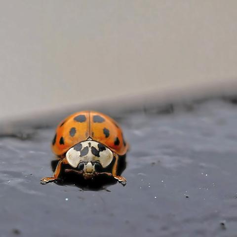 A closeup photo of a ladybug.