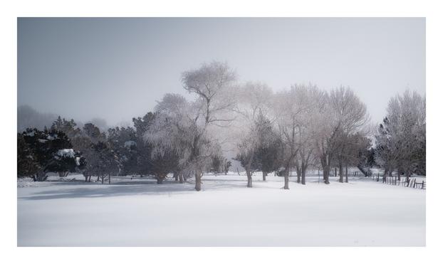 rime ice-covered trees in a snow-covered pasture as freezing fog begins to lift near Durango, Colorado