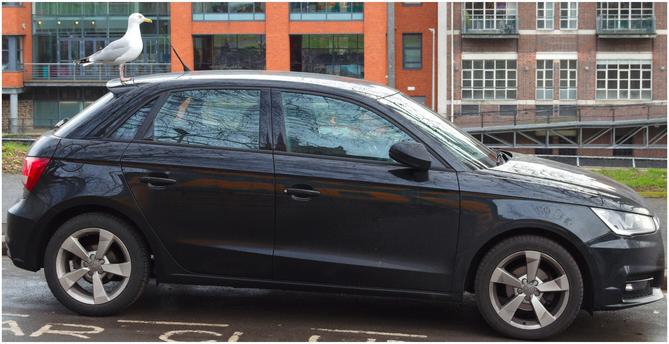 A colour photograph: of a, parked, black, AUDI hatchback car - with a Herring Gull sat on the rear spoiler.