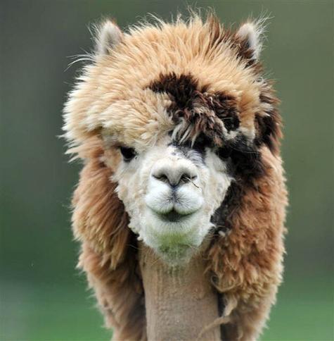 An alpaca with a multi coloured mullet!