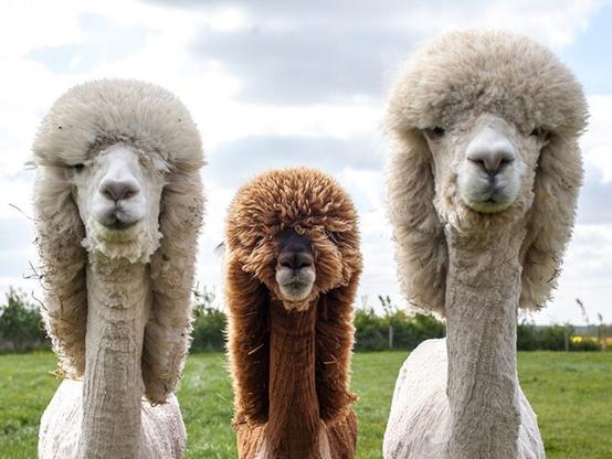 Three alpacas who look like high court judges!
