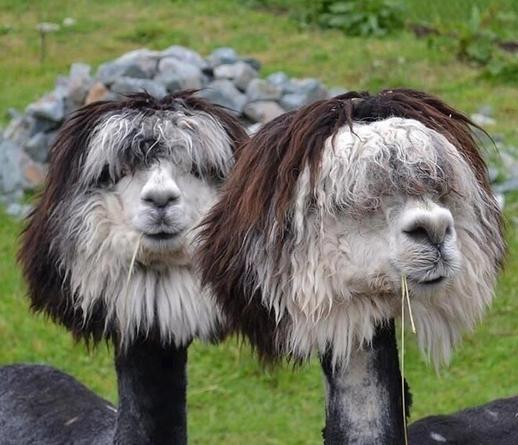Two alpacas with long straight grey fur, it almost looks like they’re wearing wigs as the fur on top on their heads is a completely different colour