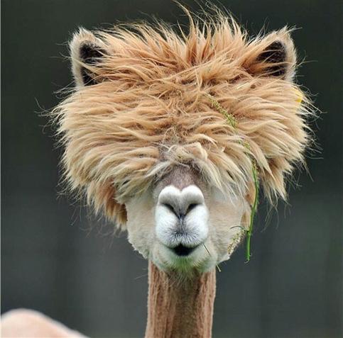 An alpaca with ginger fur right over its eyes, how it can see where it’s going!