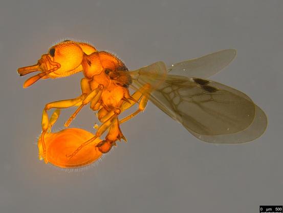 Lateral view of spiny orange winged ant