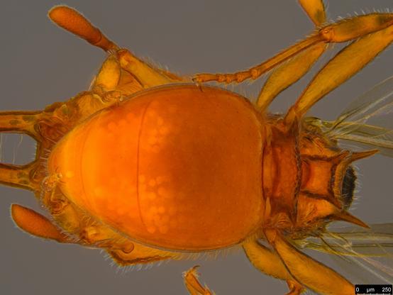Dorsal view of gaster and postpetiole of spiny orange winged ant