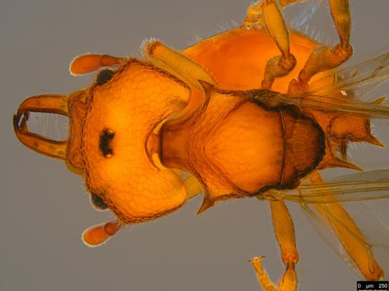 Dorsal view of head and pronotum of spiny orange winged ant