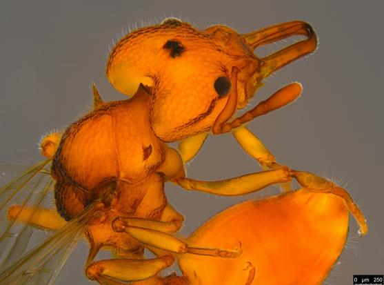 Laterodorsal view of head and mesosoma of orange winged ant